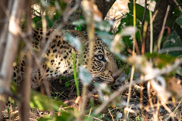 Photo a closeup of a leopard eating an impala in the bush