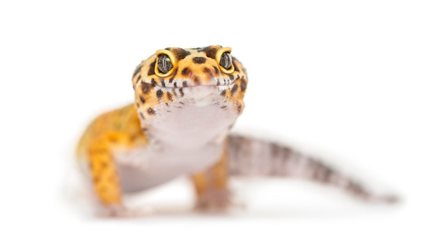 Closeup of a leopard gecko isolated on white