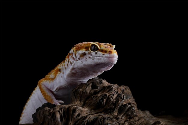 Closeup of Leopard gecko lizard on black background