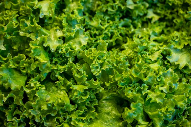 Closeup lettuce food background