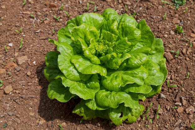 Closeup on a Lettuce in a vegetable garden