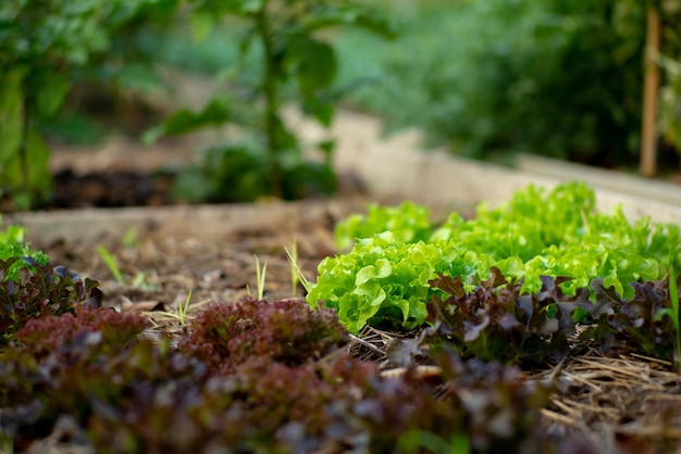 Closeup lettuces grows in the ground at the organic farm of backyard in the house