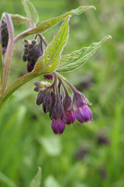 Photo closeup on the lila flower of the common comfrey symphytum officinale a medicinal plant