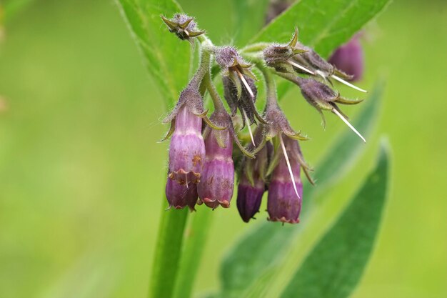 Photo closeup on the lila flower of the common comfrey symphytum officinale a medicinal plant
