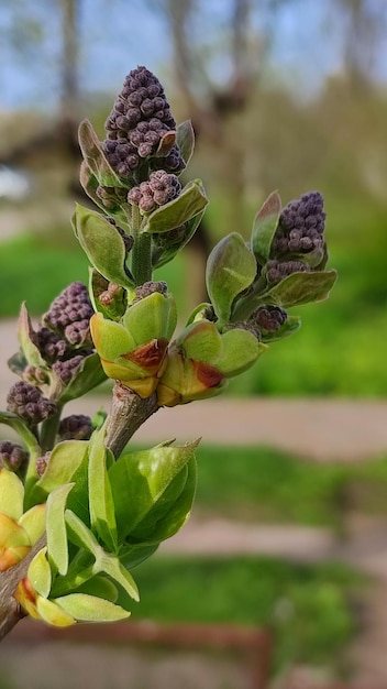 Closeup of a lilac with purple flowers