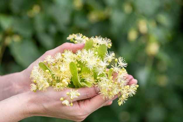 屋外の女性の手でリンデンの花のクローズアップ