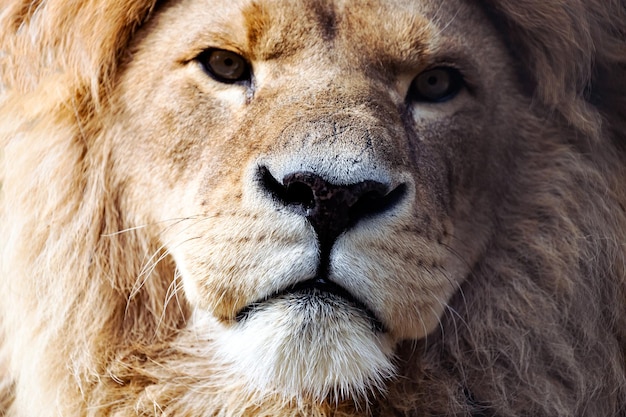 Primo piano il re leone sembra severamente ritratto animale della fauna selvatica
