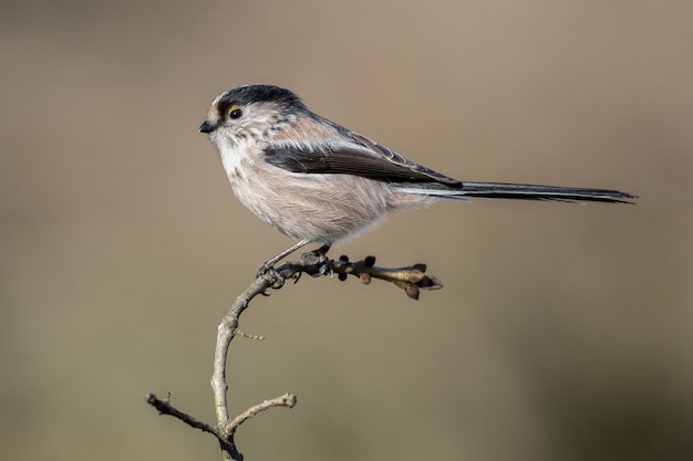 Closeup of a little American tree sparrow on a branch