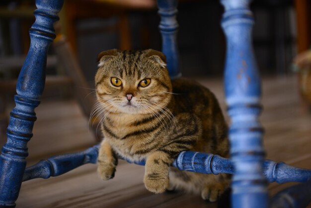 Closeup little cat on the floor in animal cafe