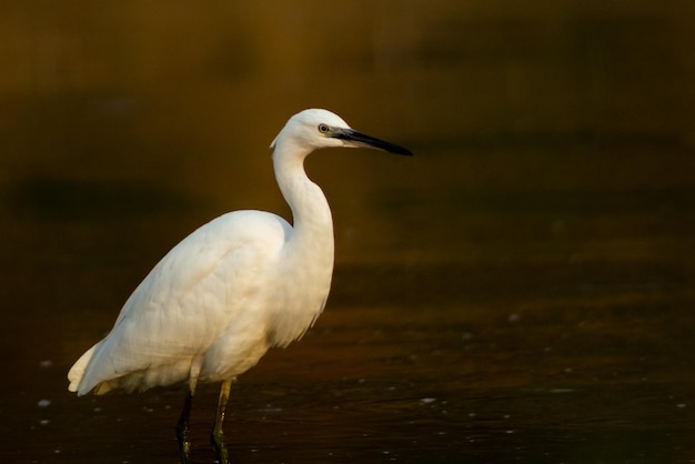 水の中の小さな白いサギ鳥のクローズ アップ