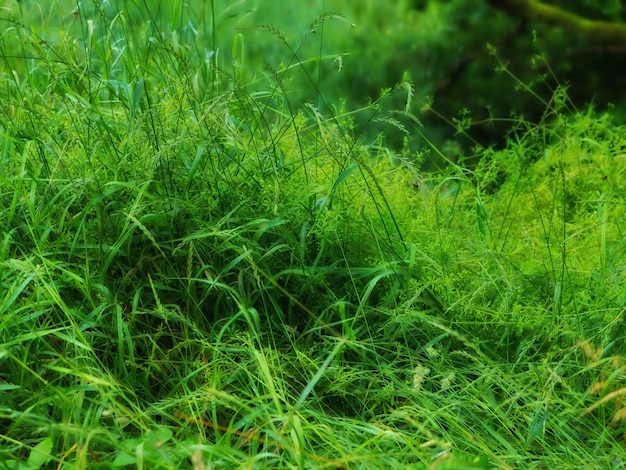 Closeup of long green grass with lush sedge growing in a garden or a swamp in summer A mass of tall leafy weeds in a forest An overgrown lawn in a backyard for a fresh moist vegetative environment