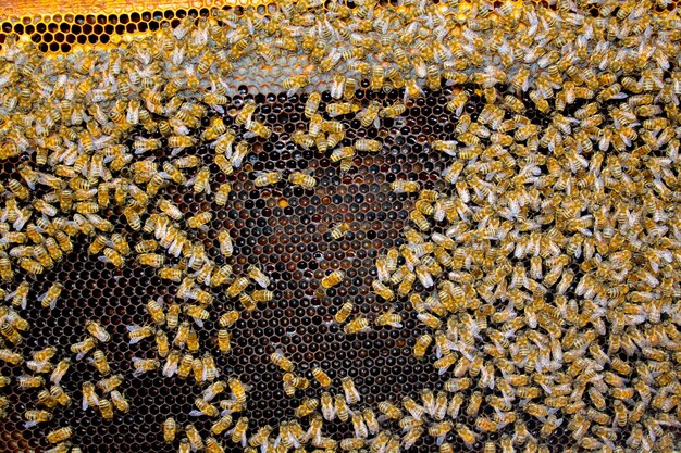 A closeup look at the buzzing activity of a honey bee farm