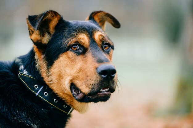 Closeup of looking dog muzzle