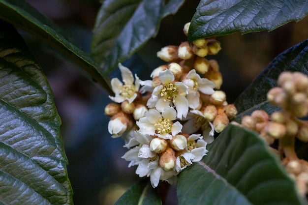 비파 꽃 Eriobotrya japonica 피와 새싹의 근접 촬영