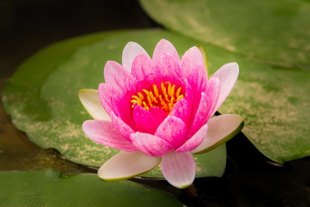 Closeup Lotus flower,Focus on pollen