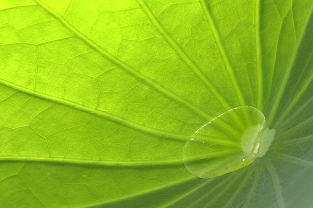 Closeup of a lotus green leaf beautiful texture background