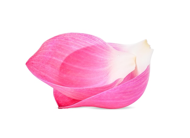 Closeup on lotus petal on white background