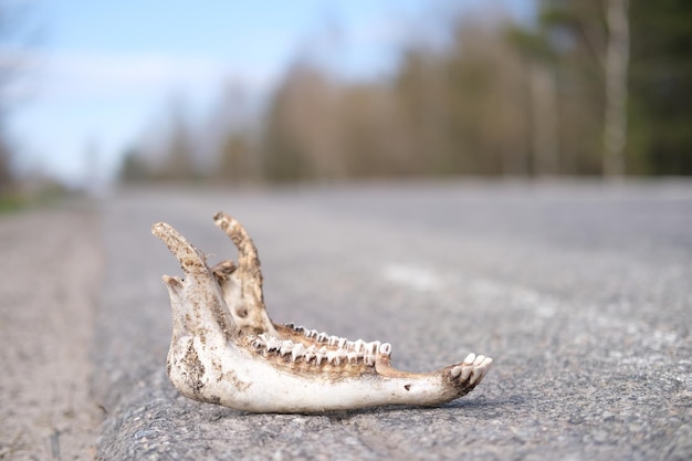 Closeup of lower jaw of a sheep eaten by wolves lies on a road through a forest