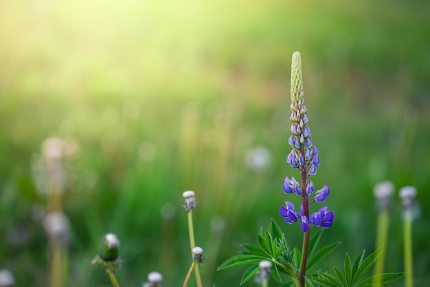 日没時の畑のルピナスの花のクローズアップマメ科の草本植物