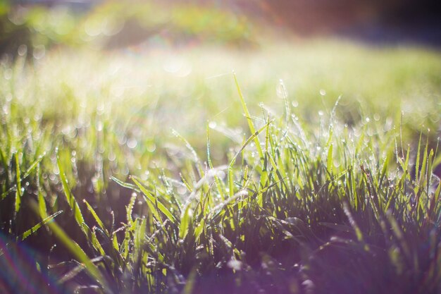 Foto close-up di lussureggiante erba verde non tagliata con gocce di rugiada nella leggera luce mattutina bellissimo paesaggio rurale naturale per progetti e progetti a tema naturale