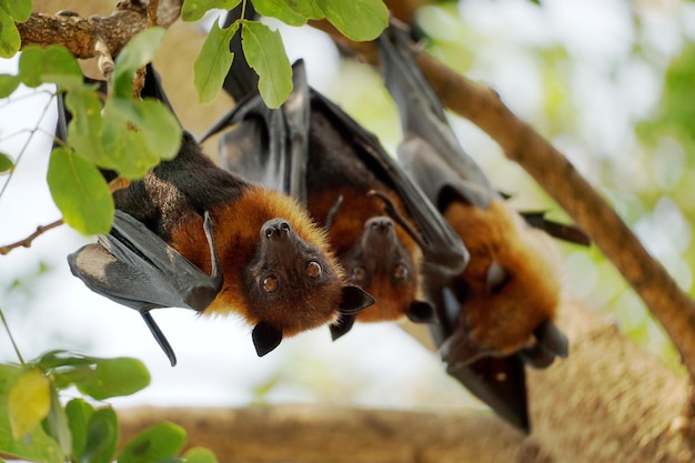 Closeup Lyle's flying fox bats hanging on green leaves tree branch background