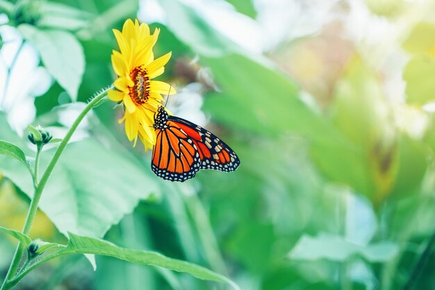 Closeup macro of beautiful amazing red orange monarch butterfly sitting on yellow cute blooming fl