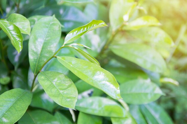 Closeup macro of green leaf texture background