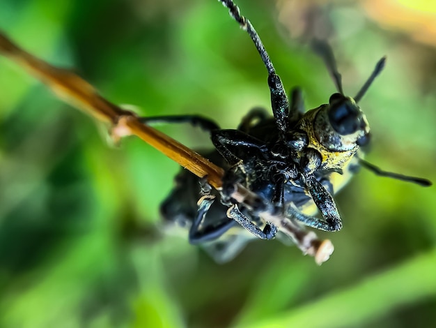 Closeup macro groene kevers paren op een groene blad boomtak