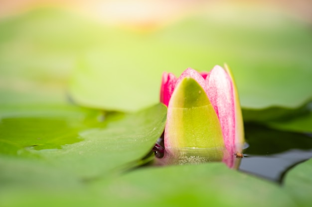 Macro petalo del primo piano della ninfea o del loto rosa con la foglia verde in stagno Foto Premium