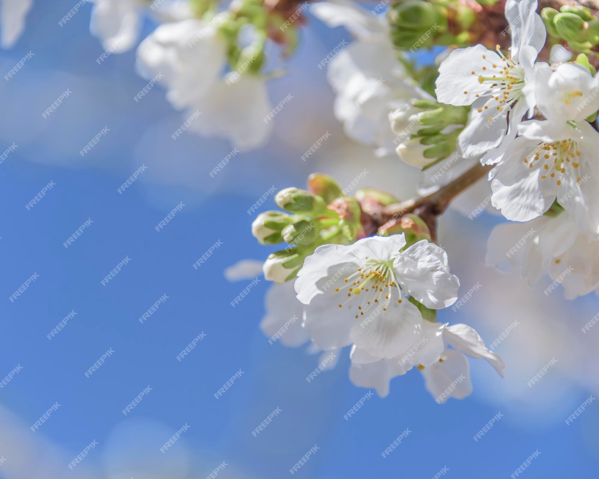 cherry blossom macro photography