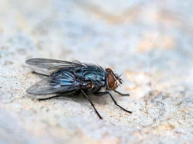 Photo closeup macro photo of a fly sitting on a stone