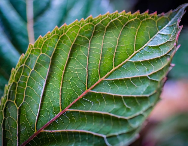 CloseUp Macro Shot of a Green Leaf