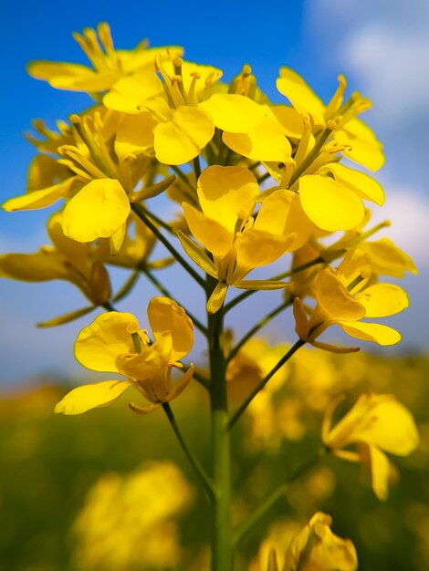 Closeup macro shot of mustard flowers in bloom and a bokeh background