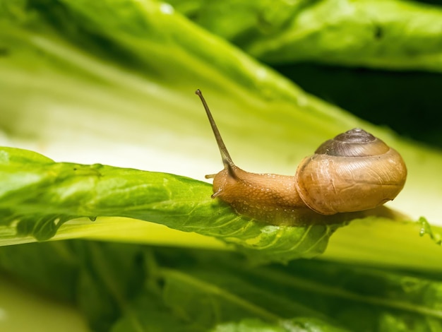 Closeup macro shot of snail crawling on green leaf Green background