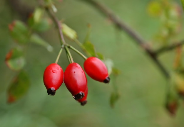 Closeup of madicinal rose hips in nature