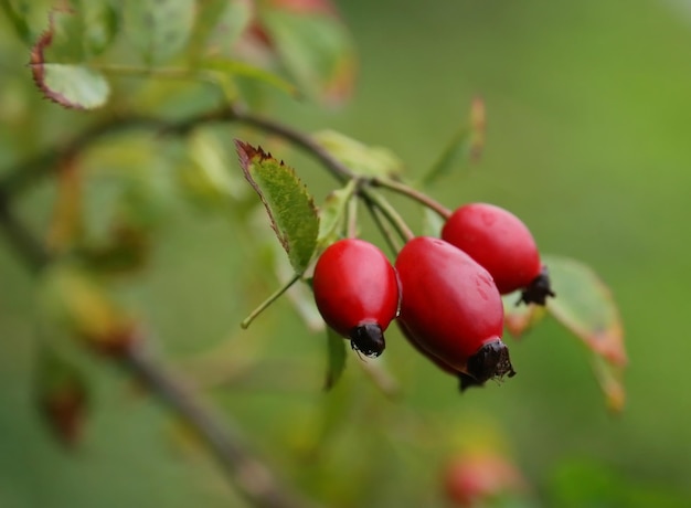 Closeup of madicinal rose hips in nature