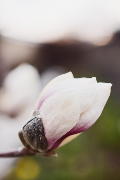 Foto primo piano di un fiore di magnolia al tramonto