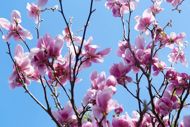 Primo piano di un albero di magnolia con fiori