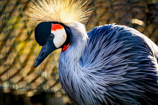 Photo closeup majestic colorful portrait of gray crowned crane balearica regulorum