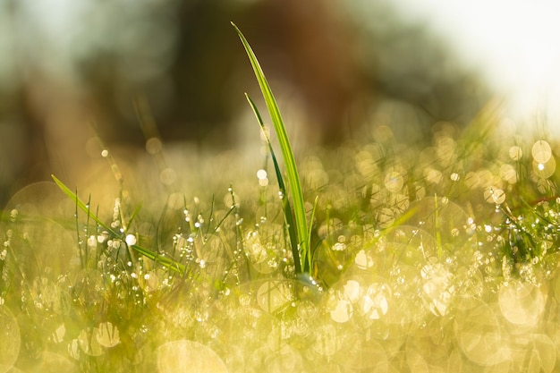 Closeup makro shot of a green grass leaves with rain water drops on top of them Shallow depth of field