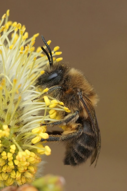 Photo closeup on a male early mining bee, colletes cunicularius eating