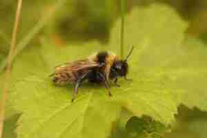 Photo closeup on a male field cuckoo bumnble-bee bombus campestris, sitting on a green leaf