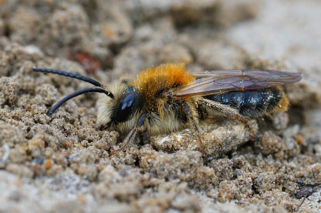 모래 토양에 남성 회색 패치 마이닝 벌, Andrena nitida의 근접 촬영