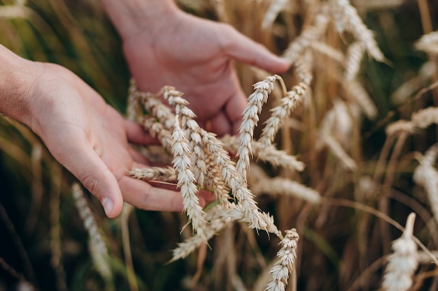 Photo closeup a male hand holding a wheat. top view