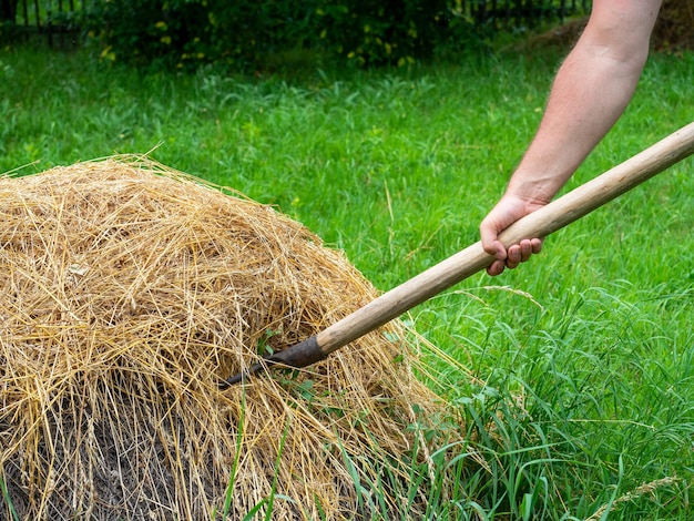 Closeup of male hands holding a pitchfork and collecting hay Haystack rural life