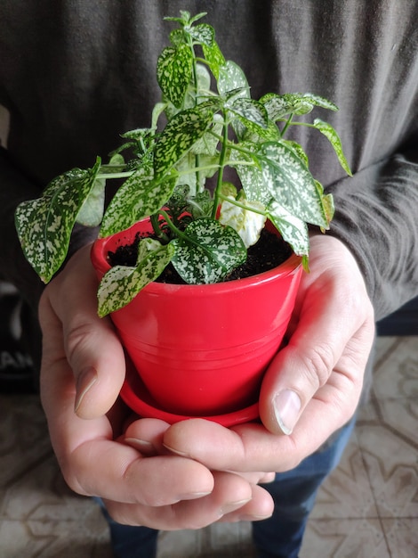 緑の観葉植物と赤い鍋を保持している男性の手のクローズアップ