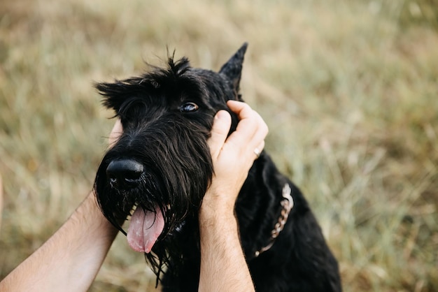 黒い巨大シュナウザー純血犬を撫でている男性の手のクローズアップ