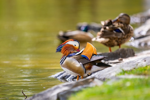 Closeup male mandarin duck or Aix galericulata before swimming in Prague