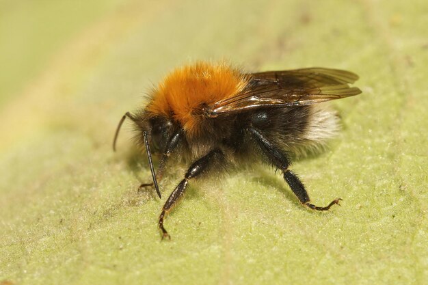 Closeup on a male Tree bumble bee, Bombus hypnorum resting on a green leaf