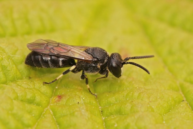 Closeup on a male White jawed Yellow face bee, Hylaeus confusus sitting on a green leaf